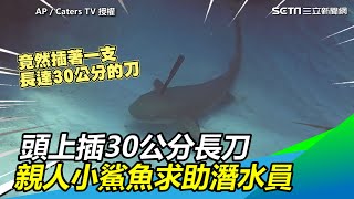 超心疼！頭上插30公分長刀 親人小鯊魚求助潛水員｜三立新聞網SETN.com