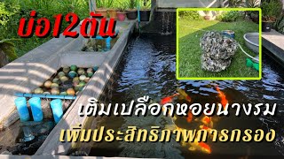 เพิ่มประสิทธิภาพการกรอง เติมเปลือกหอยนางรมในบ่อ12ตัน | KOI Collection | EP.57