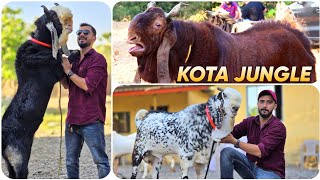 Kota Jungle by Moin Goat Ranch | Kota, JP, Sindhi, Totapuri, Gujri