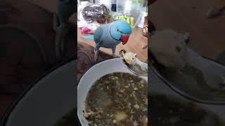 ВКУСНО ИЗ ЧЕЛОВЕЧЕСКОЙ ТАРЕЛКИ🐦😱 ☺️ ожереловый попугай Микки#топотусенькость #шкодюсенькость