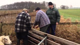 Schapen vangen met Teunissen