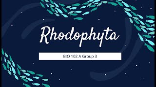 Rhodophyta Group 3 Biology 102 AB