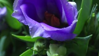 Lisianthus