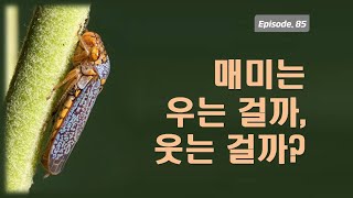 매미는 우는걸까, 웃는걸까? [최원영의 책갈피] 85화