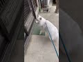 仲良しのおばちゃんの留守がショックな犬　 japanesespitz 日本スピッツ shorts