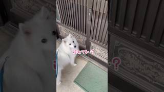 仲良しのおばちゃんの留守がショックな犬　#japanesespitz #日本スピッツ #shorts