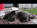 子猫3兄弟、寝落ちしつつもお乳をもらう kitten and mother