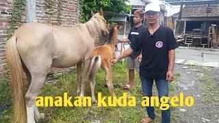 review kuda // kandang senoaji stable mranggen demak