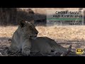 Chobe, Savuti and Khwai 2021 - Episode 3: From Chobe to Savuti