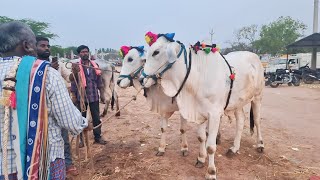 పెబ్బేరు సంతలో పెద్ద సైజు ఒంగోలు జాతి సేద్యపు కోడెల రేట్లు-pebbair bulls market-pebbair santha-oxen🐂