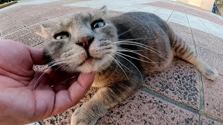 トトロみたいな猫ちゃんが住宅街からノシノシと歩いてモフられに来た