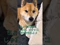 散歩嫌い柴犬vsお散歩怪人の攻防戦の日々。