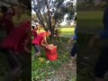 harvesting mango in the philippines mango farm