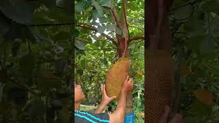 បេះខ្នុរ ២ ឆ្នាំ បានផល 2 Years of Jack fruit be harvested