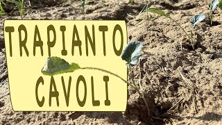 CAVOLI nell'ORTO - QUANDO PIANTARE