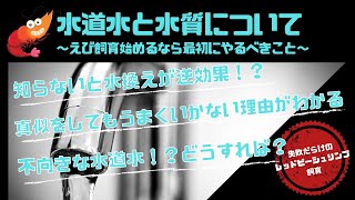 レッドビーシュリンプ飼育における水道水と水質について〜レッドビーシュリンプ飼育を始めるなら最初にやるべきこと〜