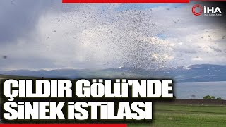 Çıldır Gölü'nü Milyonlarca Göl Sineği' Sardı