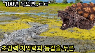 진짜 악어도 이길 것 같은 100년 묵은 악어거북의 모습