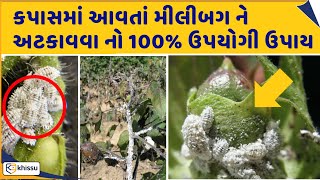 કપાસમાં આવતી મીલીબગ ને અટકાવવા માટેનો સરળ ૧૦૦% ઉપયોગી ઉપાય / khissu