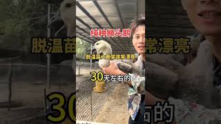 #狮头鹅养殖 #狮头鹅 #纯种狮头鹅苗  #animals