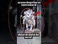 this animal has been seen in sitapur सीतापुर में देखा गया है यह जानवर sitapur sitapur ☠️👹💀