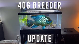 40 Gallon Breeder Fish Tank Update!