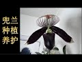 兜兰的种植与养护 | 兜兰种植要点 | 如何种好兜兰 | 兜兰欣赏