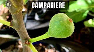 CAMPANIERE FIG | SUMMER UPDATE