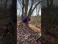 Cutting a maple burl