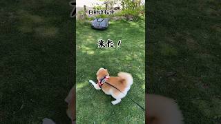 謎のマシンが柴犬を襲った！#shorts #shiba