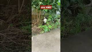 আমার বাড়ির পুচু সোনা সারাদিন বাড়ির বাগানে ঘুরে বেড়াই#shortsvideo#vairalvideo#subscribe#song#