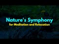 Nature's Symphony: Forest Stream for Meditation and Relaxation - Yapah Relaxing