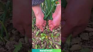 Satisfying Pull: Harvesting Scallions #asmr #farming #vegetables