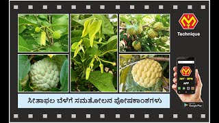 ಸೀತಾಫಲ ಬೆಳೆಗೆ ಸಮತೋಲನ ಪೋಷಕಾಂಶಗಳು #custardapple #farming #fertilizer #ಕೃಷಿ