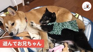 本当は眠いけど…妹思いのお兄ちゃん💤【 PECO TV 】