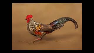 Grey Junglefowl (Gallus sonneratii) Bird Calling / Song / Sound