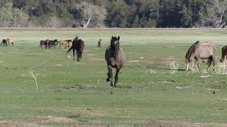 Grulla Spanish Mustang at the Black Hills Wild Horse Sanctuary - May 2021