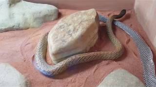 Inland Taipan shedding skin (#1 most venomous snake in the world)