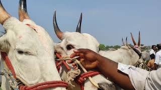 Ismaile Seema Bulls // Indian Cattle farm // In Adoni