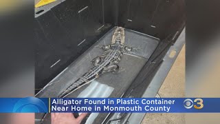 Alligator found abandoned in Neptune, New Jersey