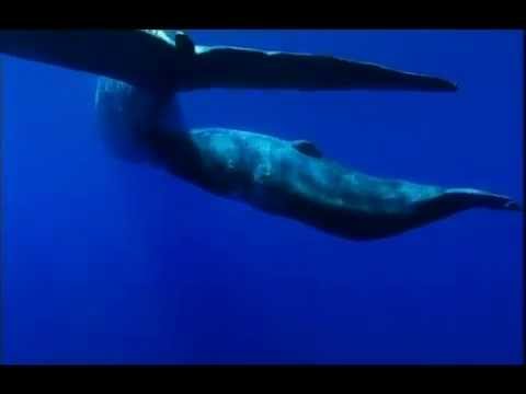 Youtube Orcas Killer Whales Vs Sperm Whales Youtube