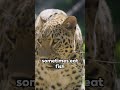 leopard 6 fascinating facts animals animalfacts