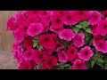 Supertunia Vista Paradise Petunia from Proven Winners