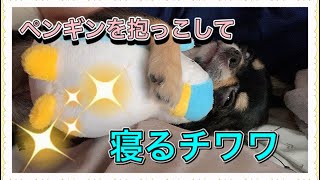 【癒し】ペンギンさんのぬいぐるみを抱っこして寝る赤ちゃん♪ブラックタンチワワ