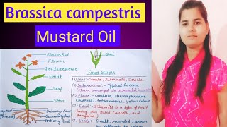 Brassica campestris | Mustard Oil | Brassicaceae family