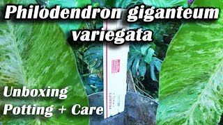 Unboxing Potting \u0026 Care For Giant Variegated Philodendron || Philodendron giganteum variegata