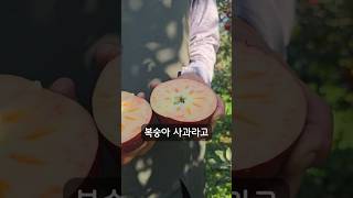 SNS에서 인기있는 엔부사과를 아시나요?