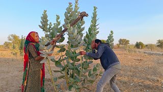 कुचरा चोर डोकरा // बदमाश लुगाई  // Marwadi comedy video // Rajasthani comedy video (funny comedy )