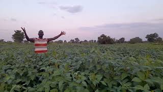 How to earn 50,000,000= from soybeans farming  within  4month oonly in Uganda