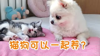 猫和狗可以一起养吗？铲屎官告诉你答案